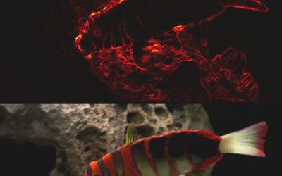 Distinguishing Texture Edges from Object Boundaries in Video