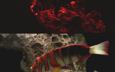 Distinguishing Texture Edges from Object Boundaries in Video